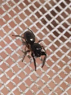 Paradamoetas fontanus thumbnail 1