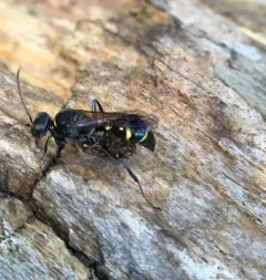 Lestiphorus cockerelli thumbnail 3