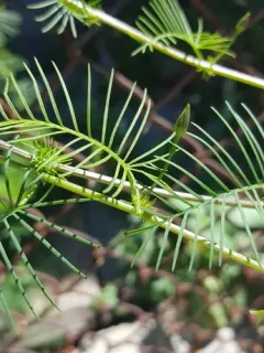 Cypress Vine thumbnail 4