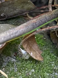 Northern Milky Argyria Moth thumbnail 1