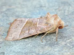 Hop Vine Borer Moth thumbnail 2