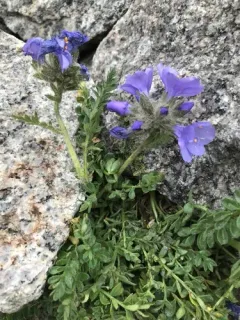 Rocky Mountain Jacob's Ladder thumbnail 2