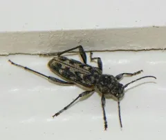 Grizzled Zebra Borer thumbnail 3
