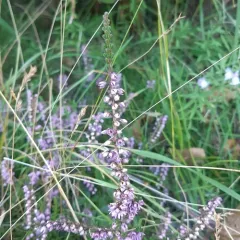 common heather thumbnail 4
