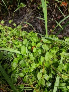 primrose-leaved violet thumbnail 2