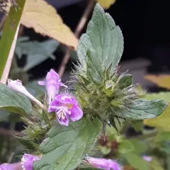 Common hemp-nettle thumbnail 3