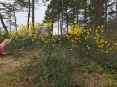 Spanish Broom thumbnail 3