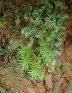 Small Hair Moss thumbnail 3