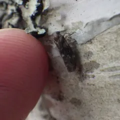 Synecdoche dimidiata thumbnail 1