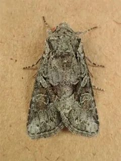 Lacinipolia pensilis thumbnail 3