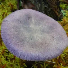 violet webcap thumbnail 3