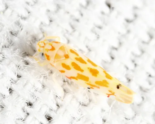 Eratoneura mirifica