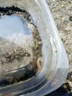 Burrowing Sea Cucumber thumbnail 1