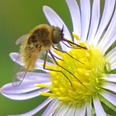 Aster Bee Fly thumbnail 4