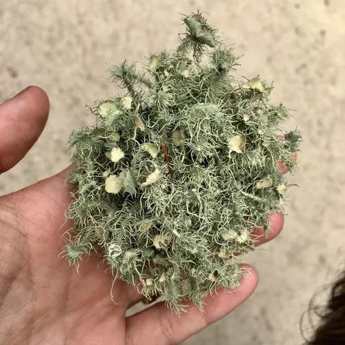Bushy beard lichen
