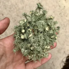 Bushy beard lichen thumbnail 1