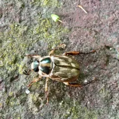 Oriental Beetle thumbnail 3