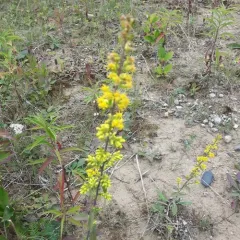 Hairy Goldenrod thumbnail 2