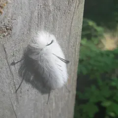 Spotted Apatelodes Moth thumbnail 4