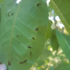 Hickory Awl-shaped Gall Midge thumbnail 3