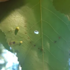 Hickory Sombrero Gall Midge thumbnail 3