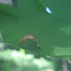 Skiff Moth thumbnail 4