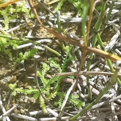 hidden spikemoss thumbnail 2