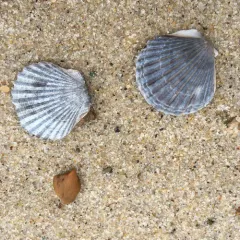 Atlantic Bay Scallop thumbnail 1