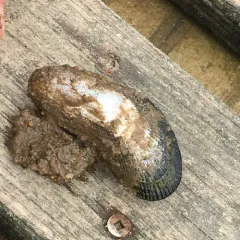 Atlantic Ribbed Mussel thumbnail 2