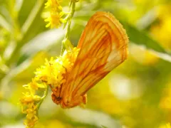 Goldenrod stowaway thumbnail 4