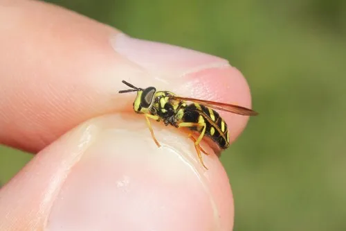 Blackshield Meadow Fly