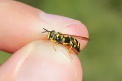 Blackshield Meadow Fly thumbnail 1