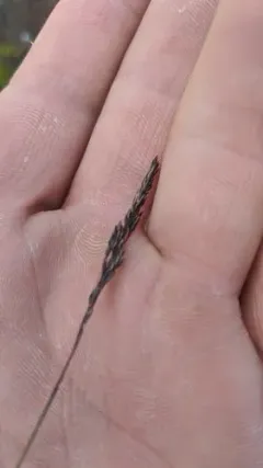 mountain bentgrass thumbnail 2