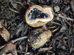 Elaphomyces granulatus thumbnail 3
