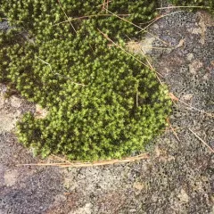 Yellow Fringe-moss thumbnail 2