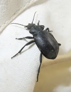 Calosoma obsoletum thumbnail 2