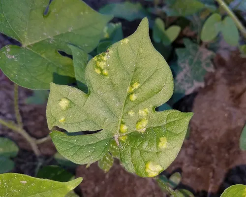 Albugo ipomoeae-panduratae