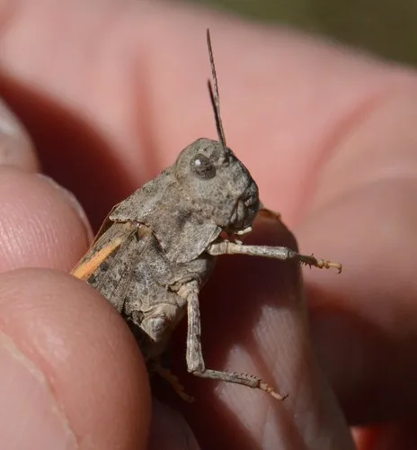 Pronotal Range Grasshopper