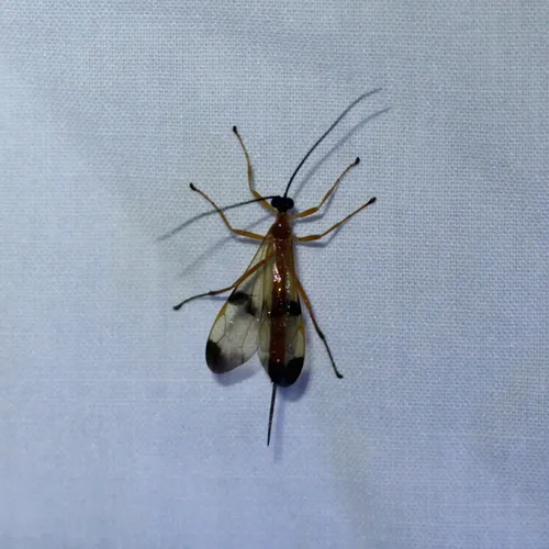 Acrotaphus wiltii