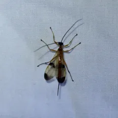 Acrotaphus wiltii thumbnail 1