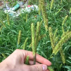 yellow foxtail thumbnail 4