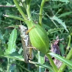 Thistle Stem Gall Fly thumbnail 4