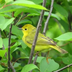 Northern Yellow Warbler thumbnail 2