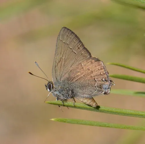 Hedgerow Hairstreak