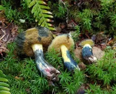 Xerocomellus rainisiae thumbnail 3
