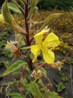 Wolf's Evening Primrose thumbnail 3