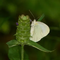 Mustard White thumbnail 4