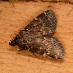 Glossy Black Idia Moth thumbnail 4