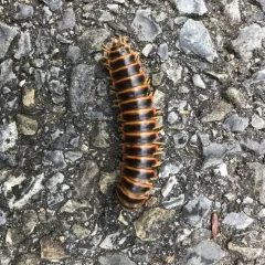 Black-and-gold Flat Millipede thumbnail 3