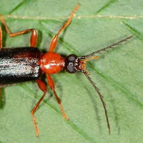 Canada Fire-colored Beetle